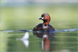 <p>POTÁPKA MALÁ (Tachybaptus ruficollis) /Little grebe – Zwergtaucher/</p>